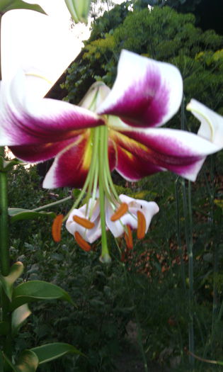 lavon - crini de gradina