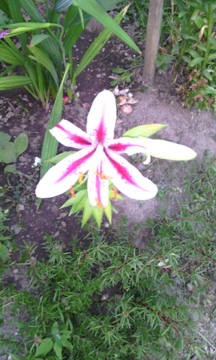 IMG_20150719_210128[1]