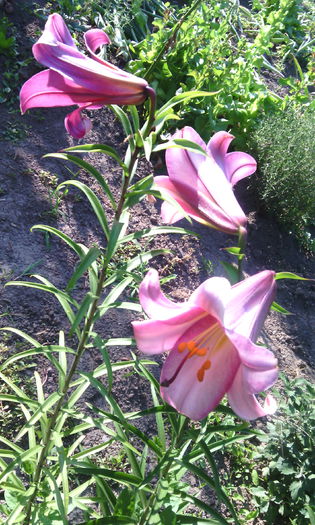 IMG_20150717_180021[1] - crini de gradina