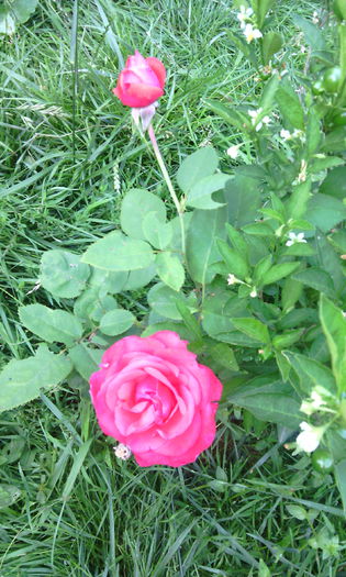 IMG_20150718_085412[1] - Trandafiri in gradina mea