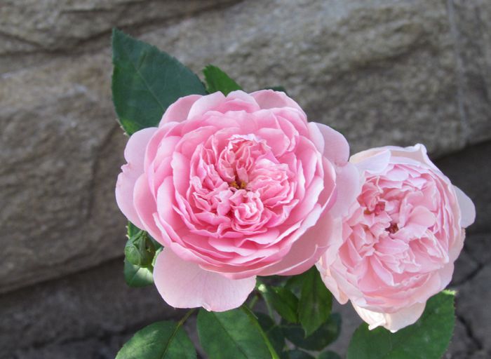 The Alnwick Rose - 2015 trandafiri -IV