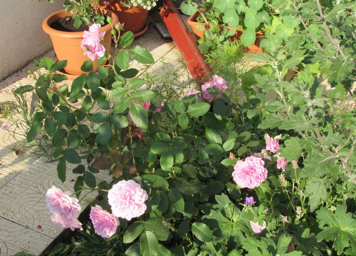 18 iulie, Harlow Carr - 2015 trandafiri -IV