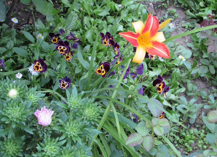 18 iulie, hemerocallis frans hals - 2015 plantele mele - II