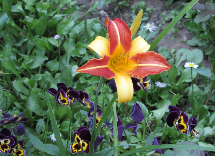 hemerocallis frans hals - 2015 plantele mele - II