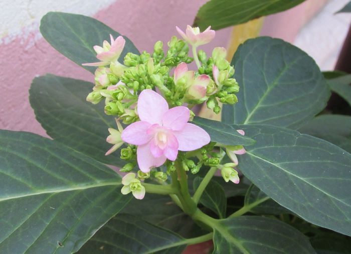 hortensia You-Me_Passion,primele flori :)) - 2015 plantele mele - II