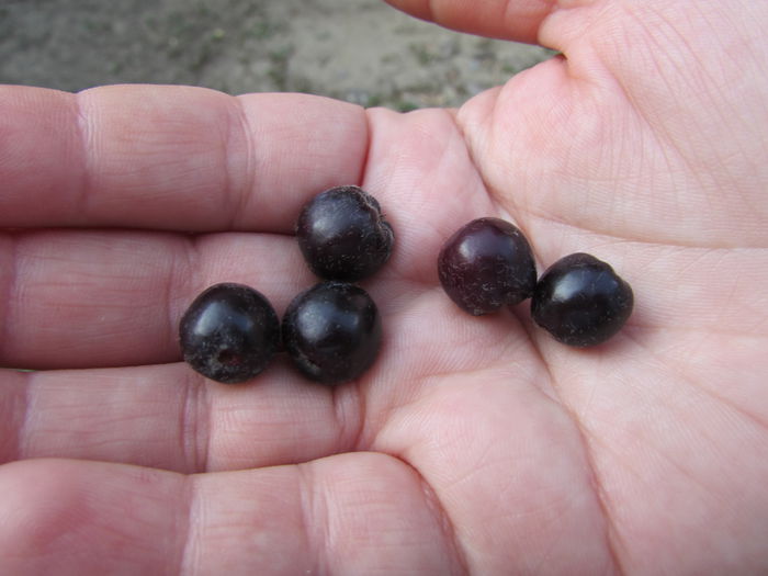 arbore de stafide(primele fructe coapte)