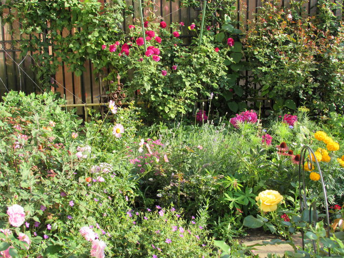 18 iulie - 2015 gradina mea