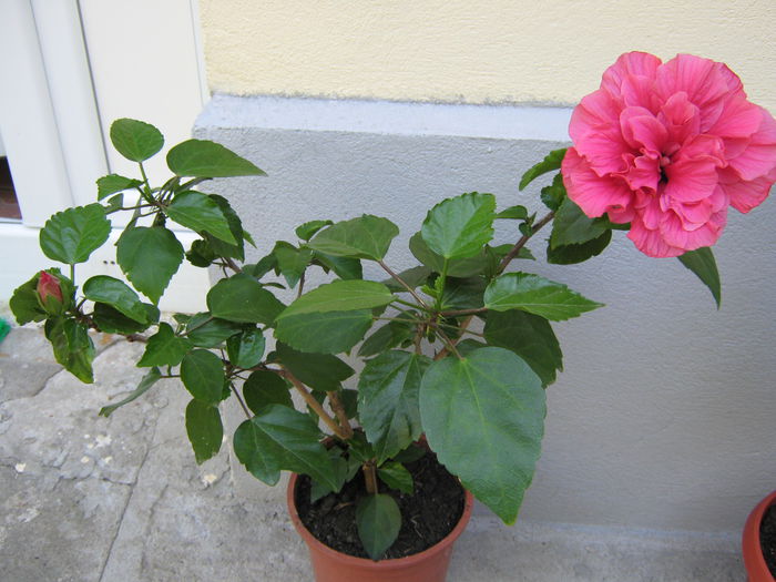 Picture My plants 4532 - Hibi Classic Rosa