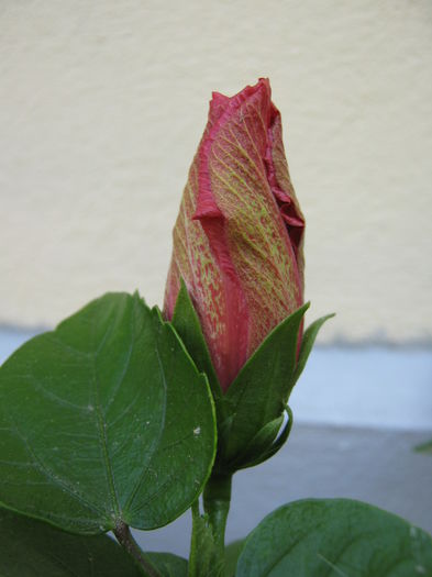 Picture My plants 4498 - Hibi Classic Rosa