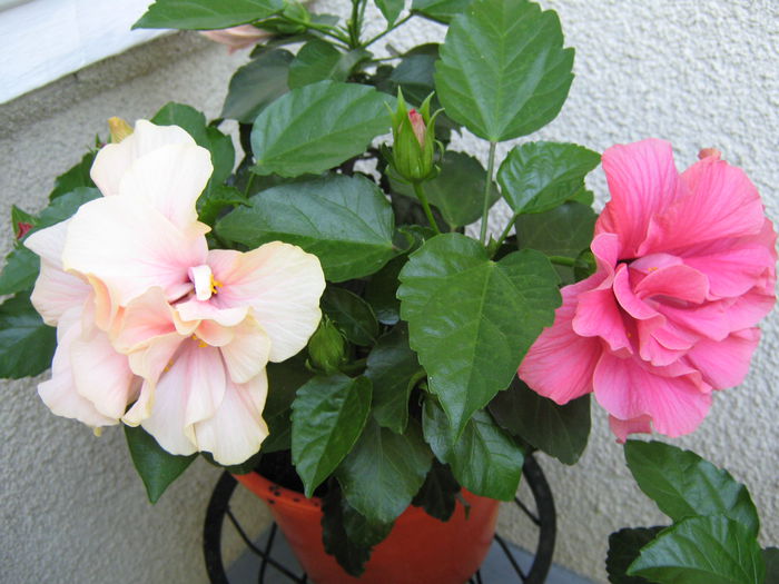 23 iulie 2015 - HIBISCUSI 2015