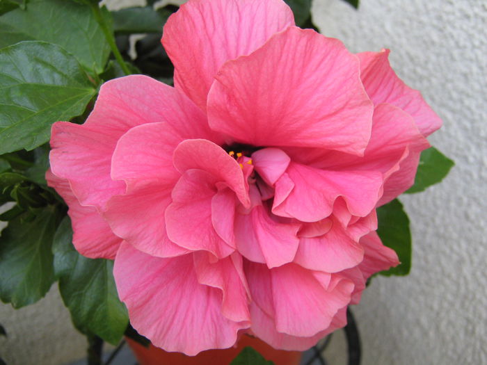 Picture My plants 4516 - HIBISCUSI 2015