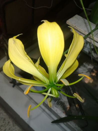 Yellow Gloriosa Lily; Yellow Gloriosa Lily
Colchicaceae, the autumn crocus family.
