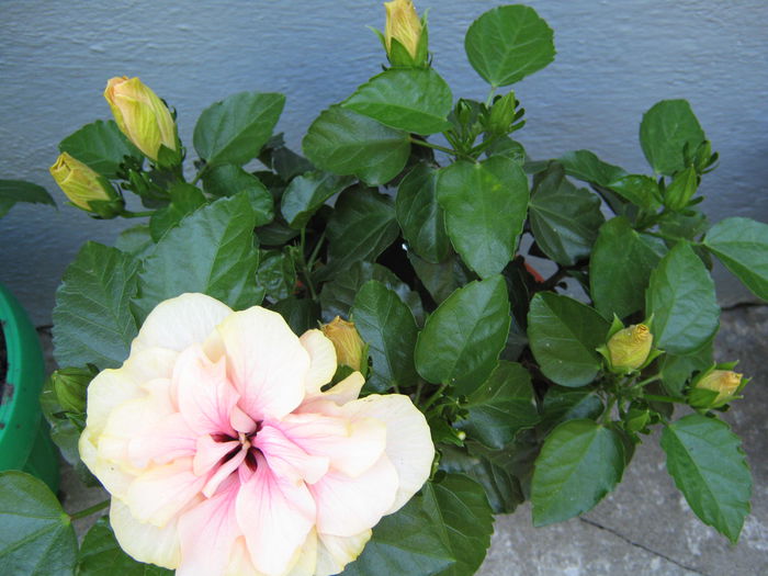 Picture My plants 4523 - HIBISCUSI 2015