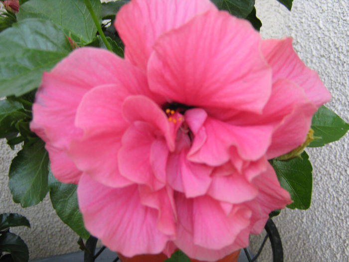 Picture My plants 4537 - HIBISCUSI 2015