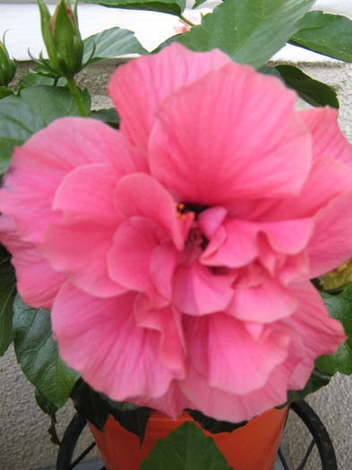 Picture My plants 4538 - HIBISCUSI 2015