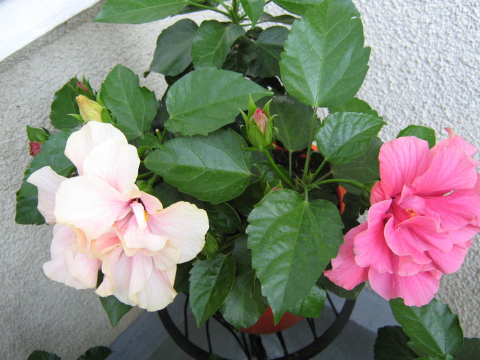 Picture My plants 4539 - HIBISCUSI 2015