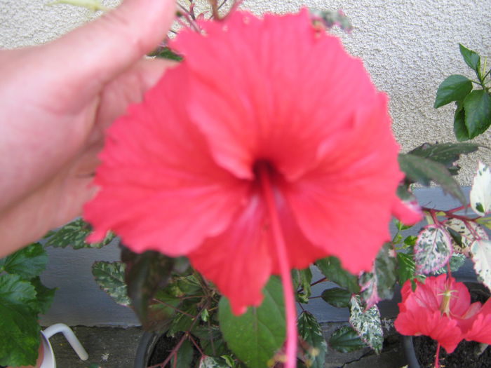 Picture My plants 4540 - HIBISCUSI 2015