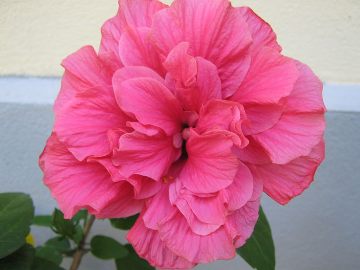 23.iulie 2015 - HIBISCUSI 2015