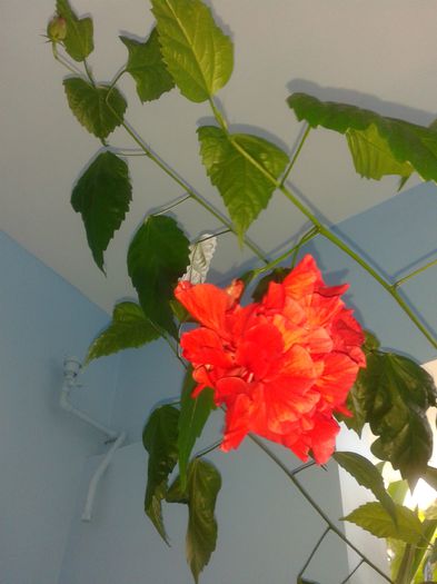 20150723_141024 - hibiscus