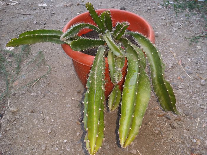 20150719_191555 - Pitaya sau fructul dragonului