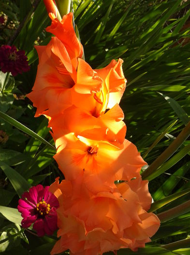 Fotografie0019 - AAAA_GLADIOLE 2015_2017_2018_2019
