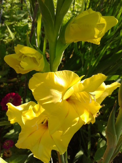 Fotografie0020 - AAAA_GLADIOLE 2015_2017_2018_2019