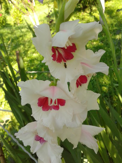 Fotografie0021 - AAAA_GLADIOLE 2015_2017_2018_2019