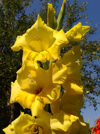 Fotografie0026 - AAAA_GLADIOLE 2015_2017_2018_2019