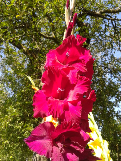 Fotografie0029 - AAAA_GLADIOLE 2015_2017_2018_2019