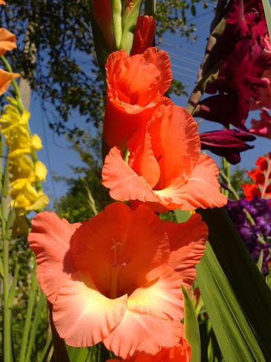 Fotografie0030 - AAAA_GLADIOLE 2015_2017_2018_2019