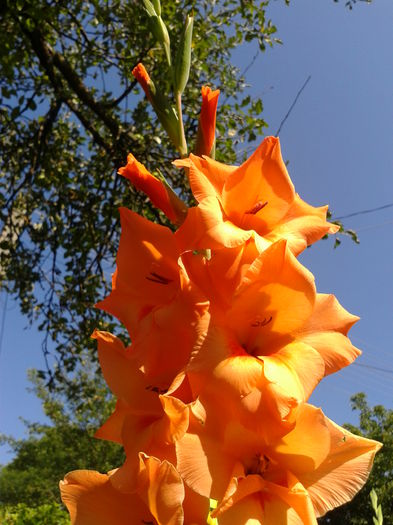 Fotografie0031 - AAAA_GLADIOLE 2015_2017_2018_2019