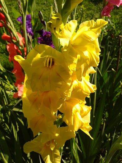 Fotografie0032 - AAAA_GLADIOLE 2015_2017_2018_2019