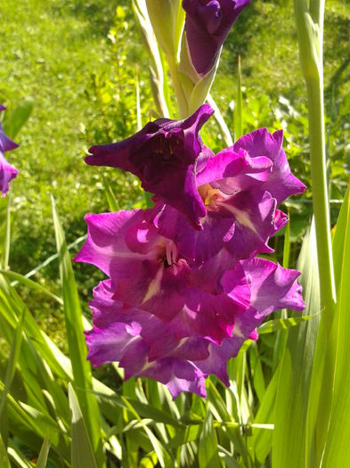 Fotografie0034 - AAAA_GLADIOLE 2015_2017_2018_2019