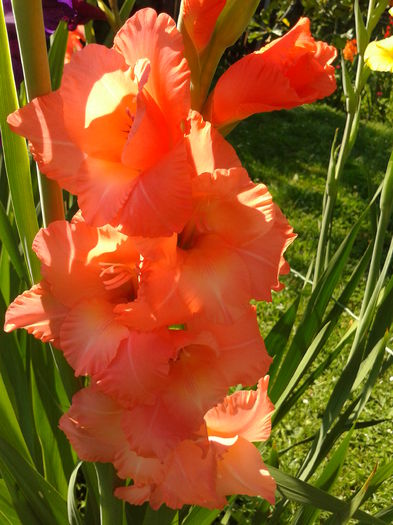 Fotografie0035 - AAAA_GLADIOLE 2015_2017_2018_2019