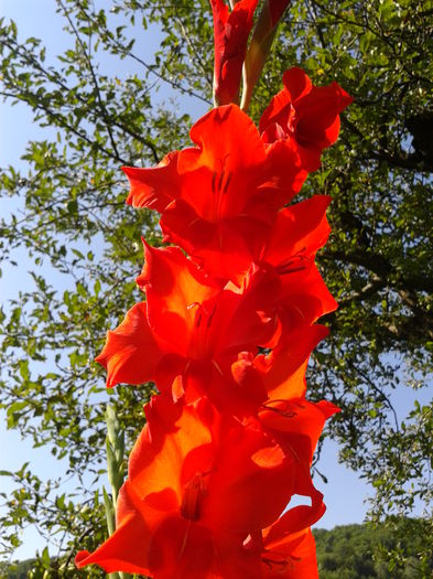 Fotografie0037 - AAAA_GLADIOLE 2015_2017_2018_2019