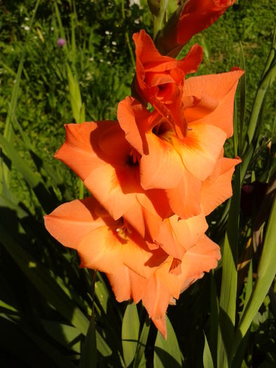 Fotografie0038 - AAAA_GLADIOLE 2015_2017_2018_2019