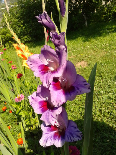 Fotografie0045 - AAAA_GLADIOLE 2015_2017_2018_2019