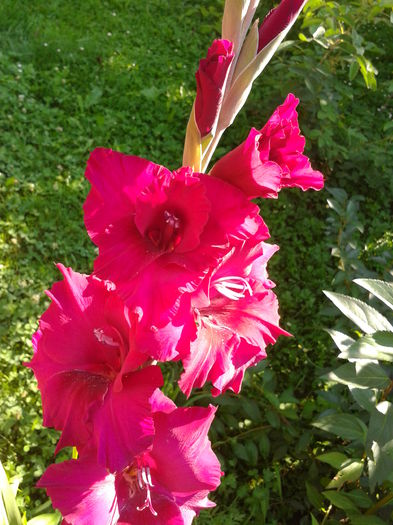 Fotografie0046 - AAAA_GLADIOLE 2015_2017_2018_2019
