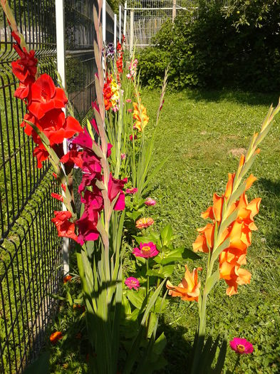 Fotografie0047 - AAAA_GLADIOLE 2015_2017_2018_2019