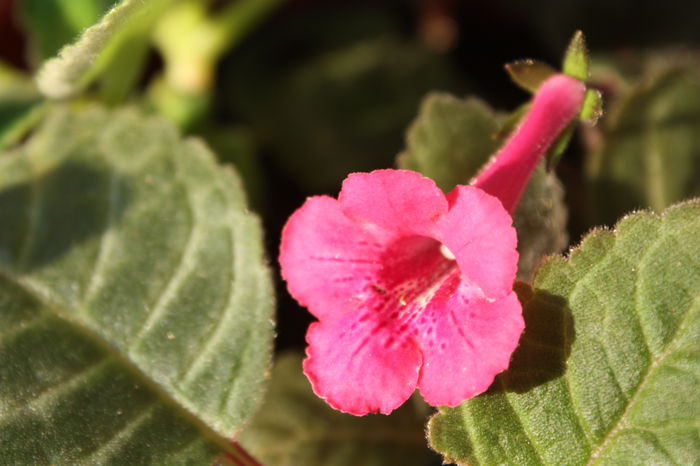 IMG_5635 - 2015 vara fierbinte