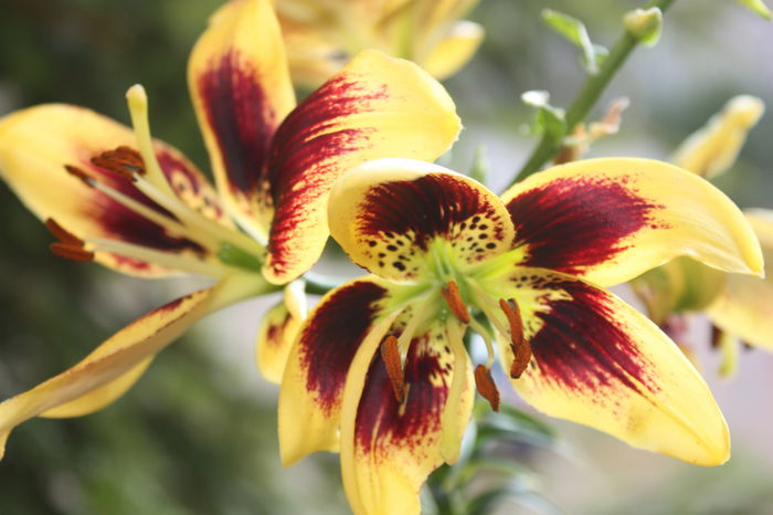 IMG_5637 - 2015 vara fierbinte