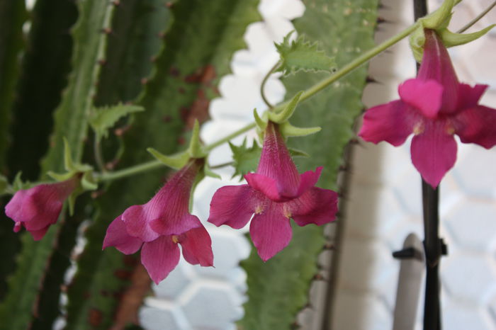 IMG_5641 - 2015 vara fierbinte