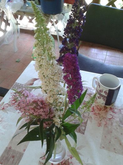 Liliac de vara - Gradina