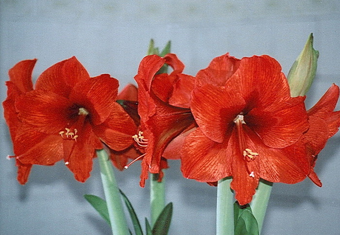 Orange Sovereign - zz Amaryllis