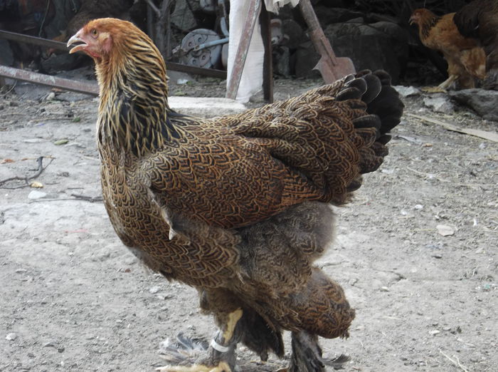 DSCF0119 - Pui Brahma 2015