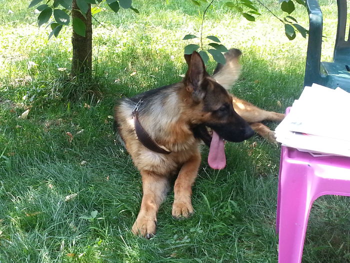 2015-07-22 12.54.13 - P--ACHIZITII NOI