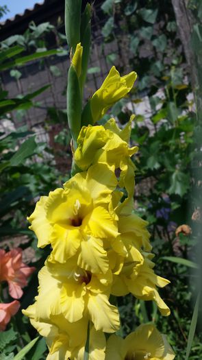20150719_143953 - Florile mamei 2015