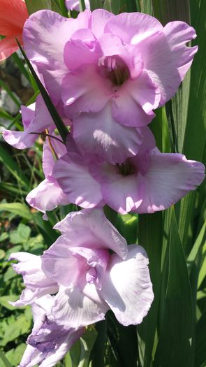 20150719_144018 - Florile mamei 2015