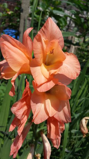 20150719_143931 - Florile mamei 2015