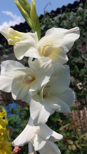 20150719_143943 - Florile mamei 2015